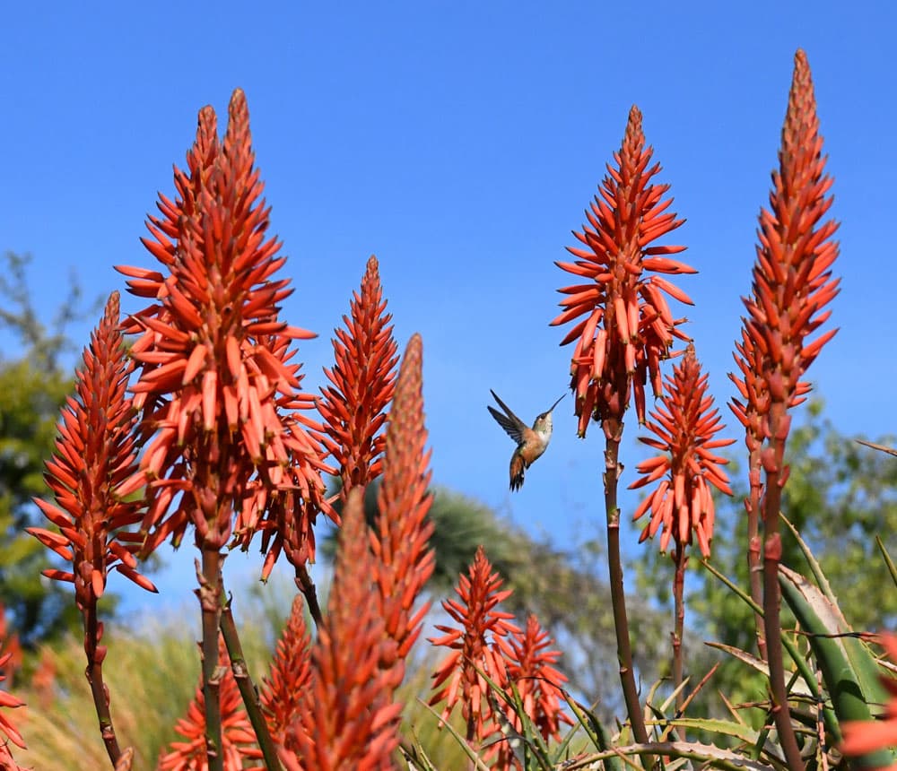 A hummingbird hovers near a blooming aloe plant.