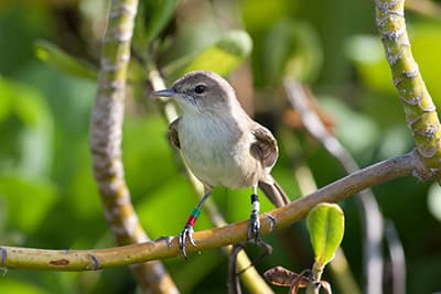 Nihoa millerbird sitting on tree branch