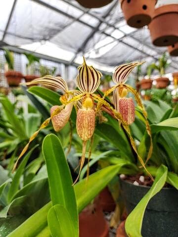 Paphiopedilum Yellow Tiger 'Von Weltz' B/CSA
