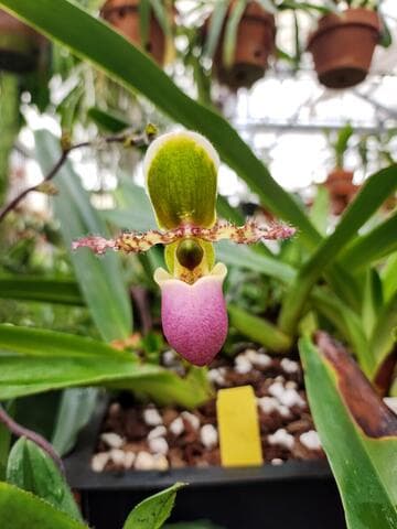 Paphiopedilum liemianum