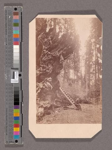 Eagle Wing. Mammoth Tree Grove, Calaveras Co., Cal