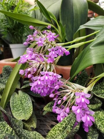 Cynorkis purpurascens 'Huntington's Amethyst' HCC/AOS