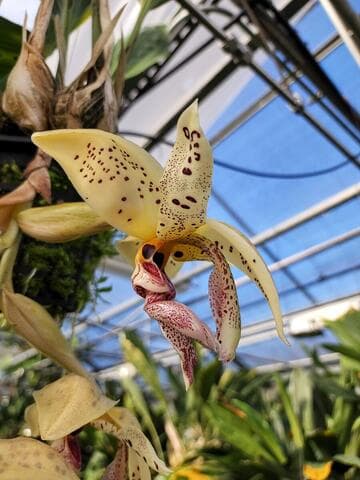 Stanhopea oculata