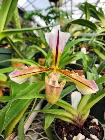 Paphiopedilum x lushuiense