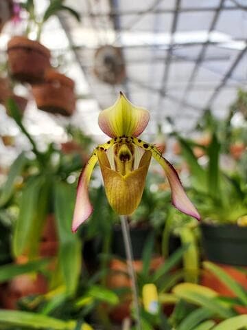 Paphiopedilum richardianum