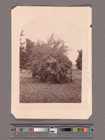 Rose tree, 27 in. circumference, Gen. Stoneman, San Gab'l