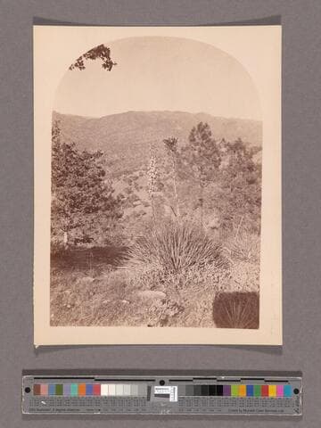 Bayonet Cactus. Tehachapi Pass, Kern Co., S.P.R.R