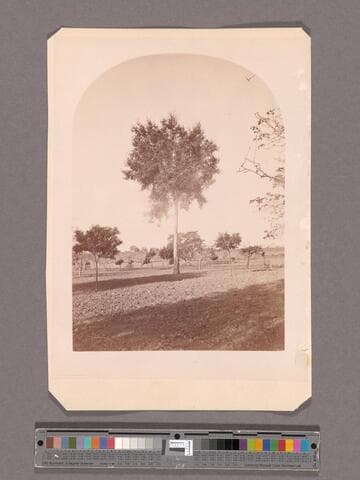 Cork tree, San Gabriel