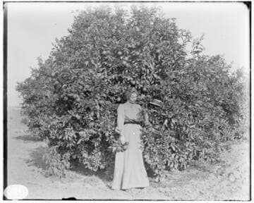 A woman leaning into an orange tree