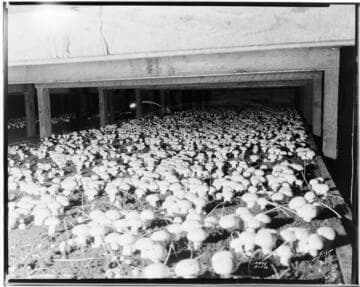 N1 - Nurseries & Soil Heating