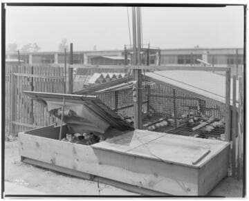 P2 - Poultry - Electric Brooders