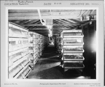 P2 - Poultry - Wagon Wheel Poultry Ranch in Redondo