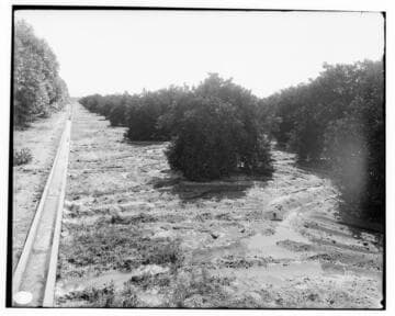 Method of irrigating Duarte orange grove