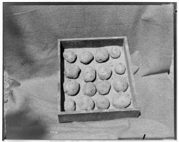 I1 - Insectary - Santa Paula