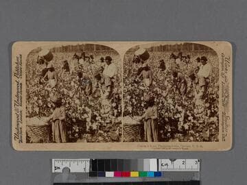 Cotton is King, Plantation Scene, Georgia, U.S.A