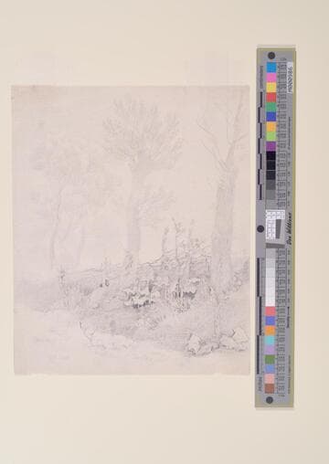 Early Trees and Plants