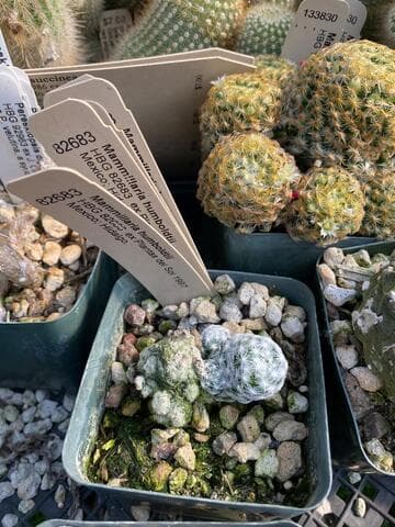 Mammillaria humboldtii