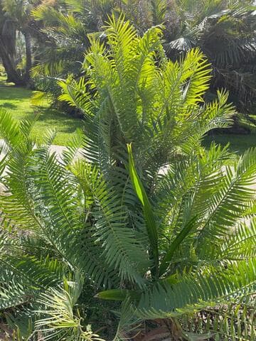 Encephalartos munchii