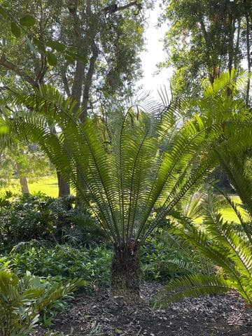 Encephalartos whitelockii