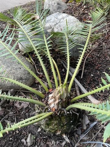 Encephalartos munchii