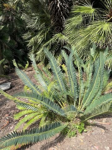 Encephalartos munchii