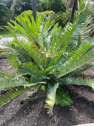 Encephalartos munchii