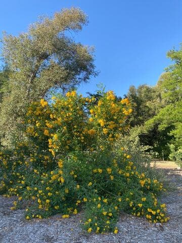 Tecoma [Sun Trumpets® Yellow] = 'Sunhorteki'