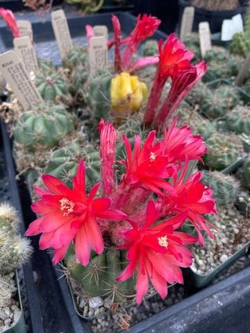 Matucana paucicostata