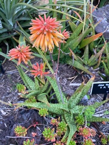Aloe 'Rooikappie' x A. 'Sophie'