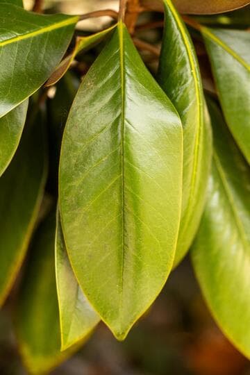 Magnolia grandiflora 'Russet'