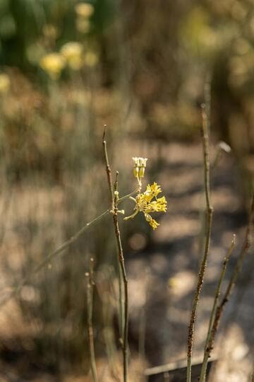 Asclepias subulata