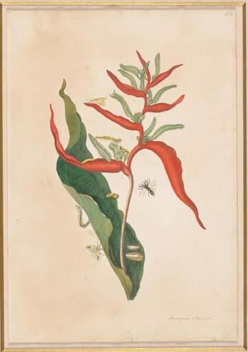 The Balli Plant, Red Ginger Plant with Wasp