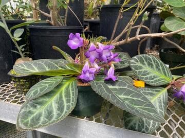 Sinningia speciosa 'Serra da Vista'