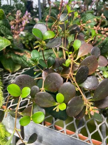 Pachycentria glauca ssp. maingayi