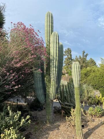 Pachycereus pringlei