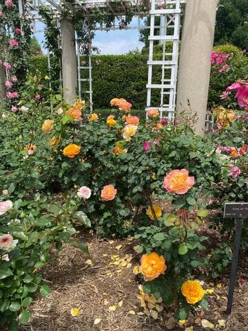 Rosa 'Good as Gold'