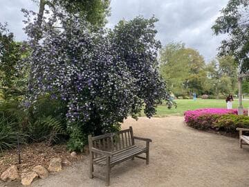Brunfelsia pauciflora