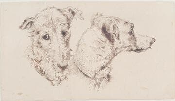 Studies of a Deer Hound