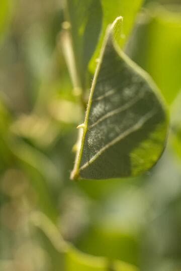 Erythrina acanthocarpa