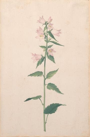 Orchid (satyrium majus)