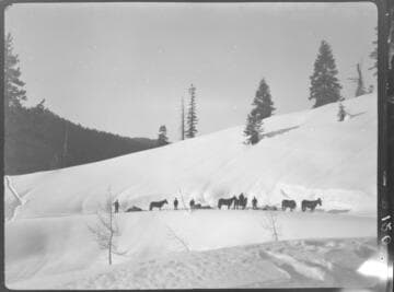 Distant shot of mules or horses pulling sleds up snowy road