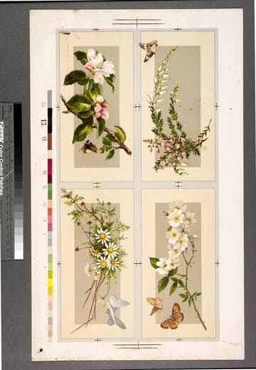 [Proof sheet of 4 flower cards with butterflies]