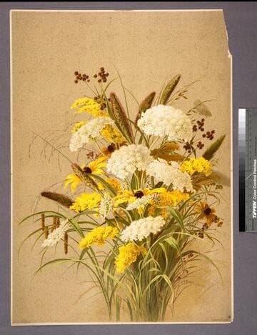 Hemlock, golden-rod, ox-eye daisies and grasses
