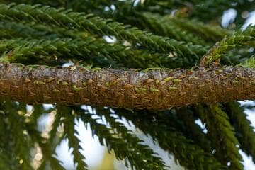 Araucaria columnaris