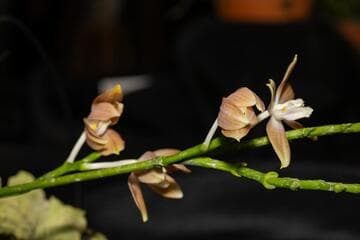 Phalaenopsis tetraspis