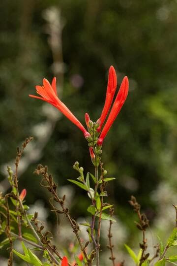 Anisacanthus quadrifidus var. wrightii