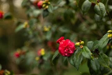 Camellia japonica 'Little Slam'