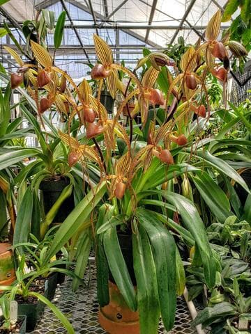 Paphiopedilum Prince Edward of York