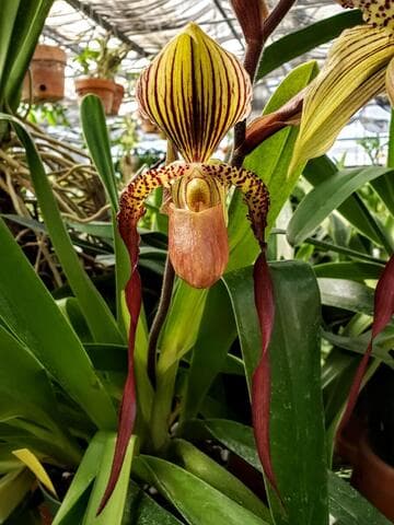 Paphiopedilum Shin-Yi Dragon