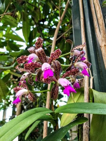 Cattleya tigrina